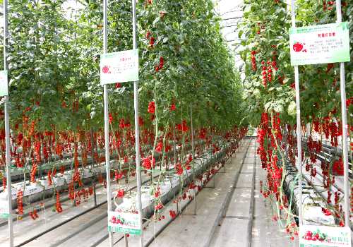 蔬菜無土栽培技術(shù)，怎樣簡化無土栽培大棚菜？